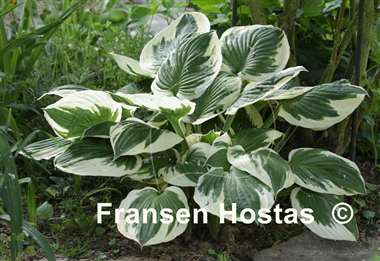 Hosta Minuteman